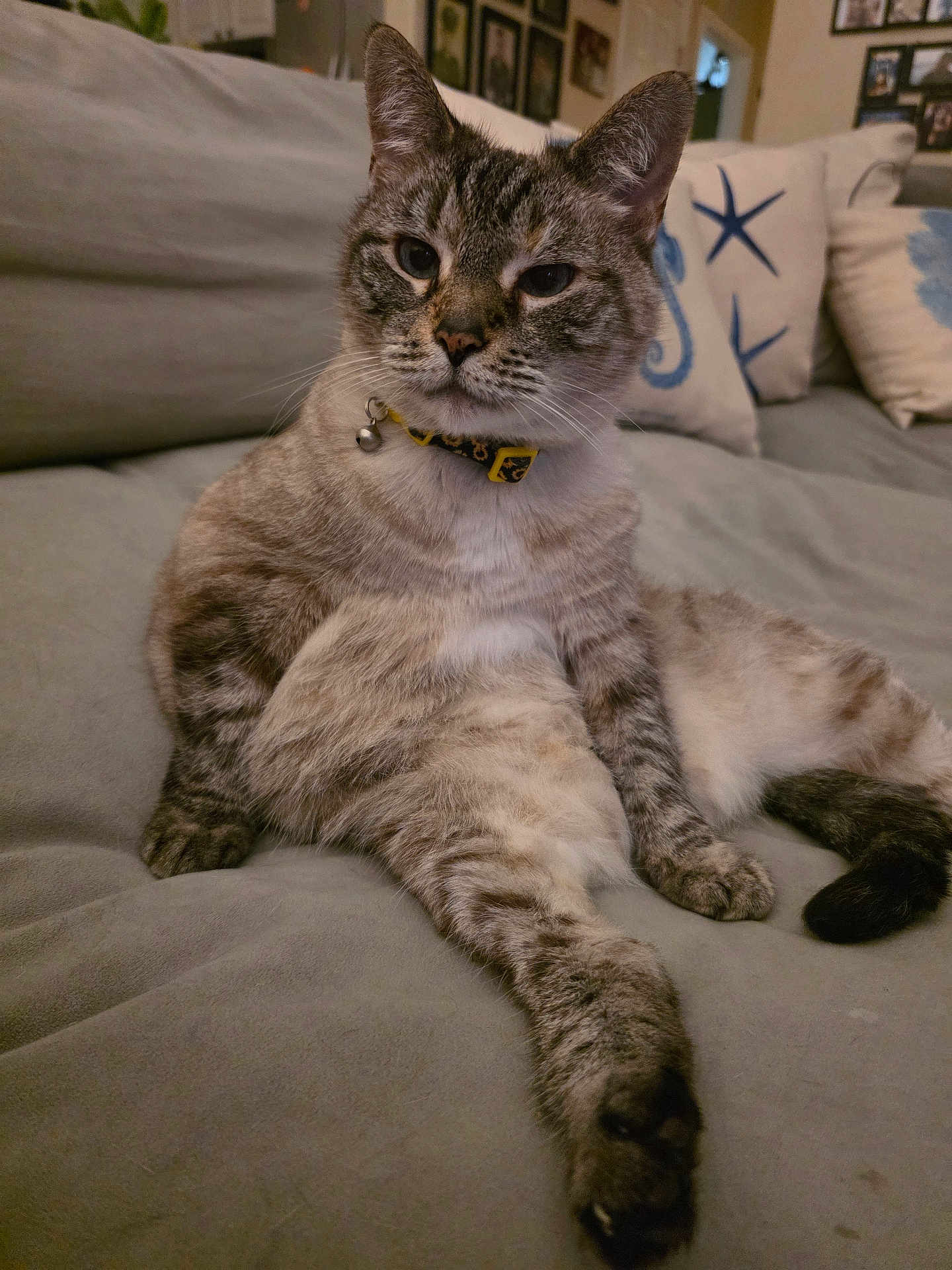 Emolee is registered to the contest to win money with this photo: animal, cat, collar, comfort, couch, cozy, domestic, feline, fur, home, indoor, looking, paw, pet, pillows, relaxed, resting, seated, tabby, whiskers