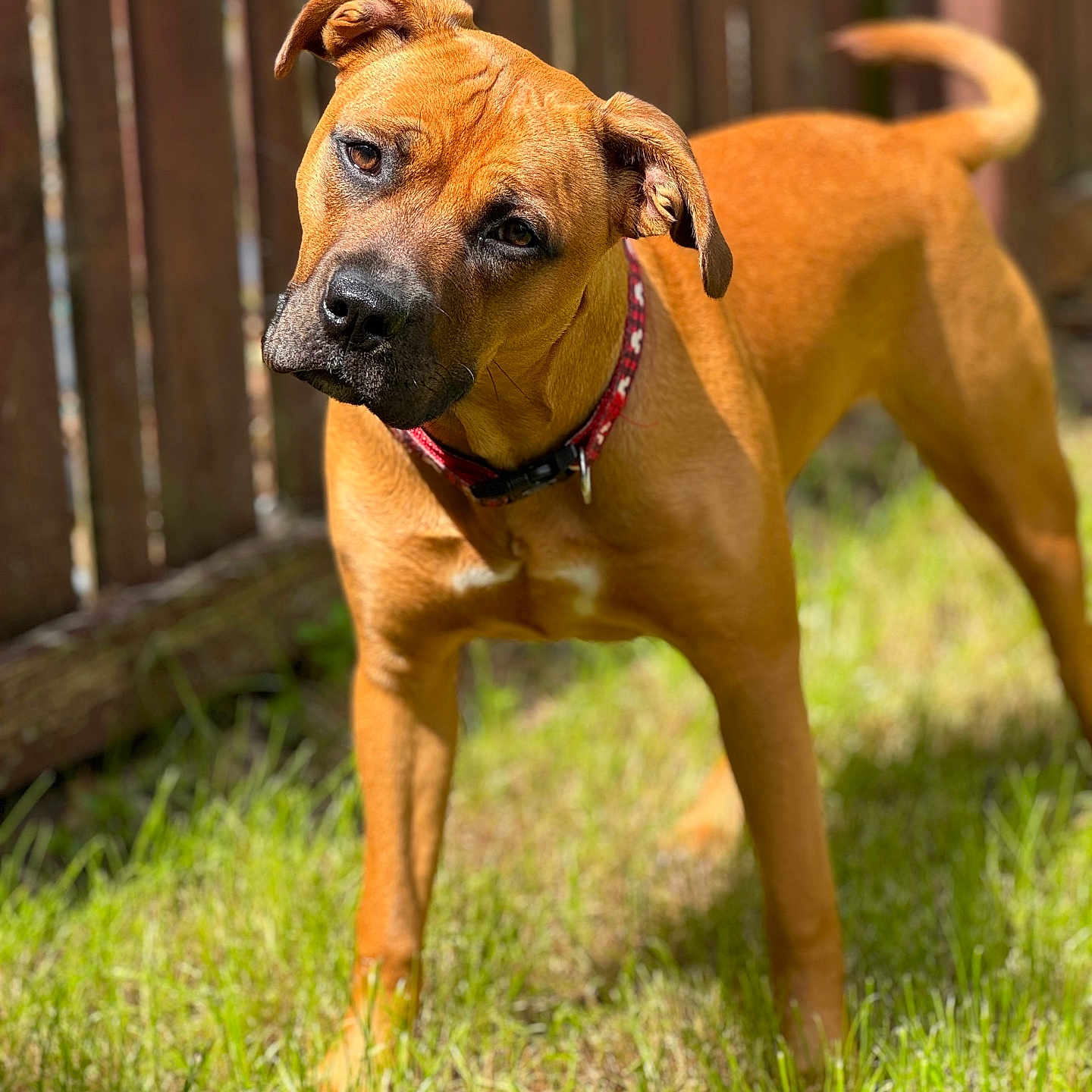 Bella is registered to the contest to win money with this photo: animal, brown_dog, canine, collar, curious, daylight, dog, domestic_animal, fence, friendly, grass, head_tilt, mammal, nature, outdoor, pet, portrait, standing, sunlight, yard