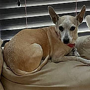 Ruby joined the competition — help win amazing prizes! animal, bed, blanket, canine, collar, companion, cozy, dark_eyes, dog, home, indoors, lying_down, pet, photography, pointy_ears, portrait, red_collar, relaxed, white_and_tan, window_blinds
