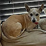 dog, pet, canine, pointy_ears, white_and_tan, lying_down, bed, blanket, indoors, home, window_blinds, portrait, animal, companion, collar, red_collar, dark_eyes, relaxed, cozy, photography
