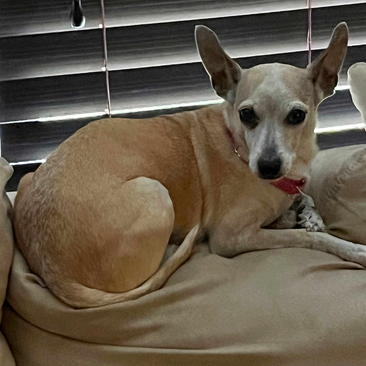 Ruby joined the competition — help win amazing prizes! animal, bed, blanket, canine, collar, companion, cozy, dark_eyes, dog, home, indoors, lying_down, pet, photography, pointy_ears, portrait, red_collar, relaxed, white_and_tan, window_blinds