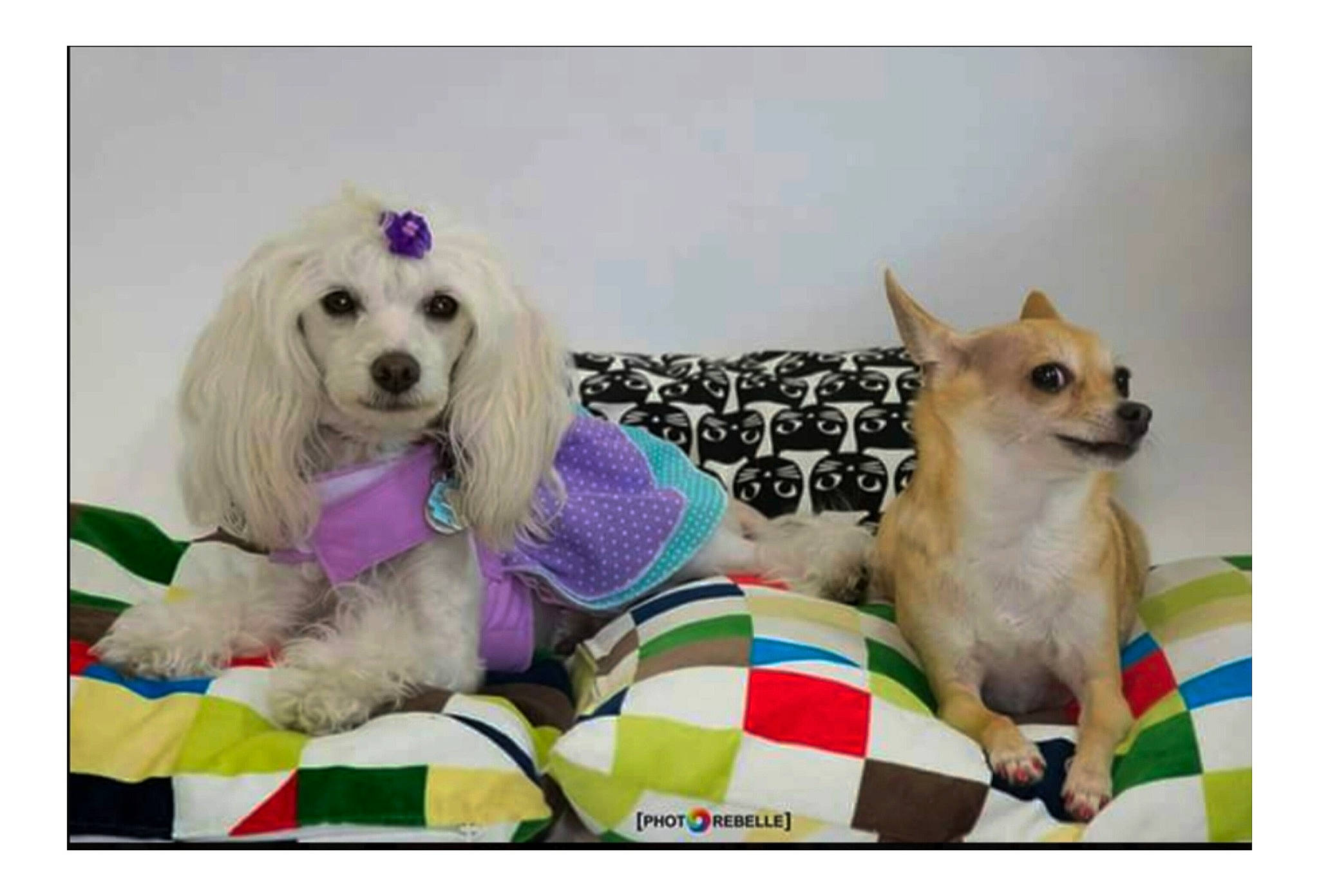 Lilas participe au concours pour gagner de l'argent avec cette photo : canidae, carnivore, collar, companion_dog, dog, dog_breed, dog_collar, dog_supply, fashion_accessory, fur, happy, pattern, paw, pet_supply, photo_caption, snout, sporting_group, toy, toy_dog, working_animal