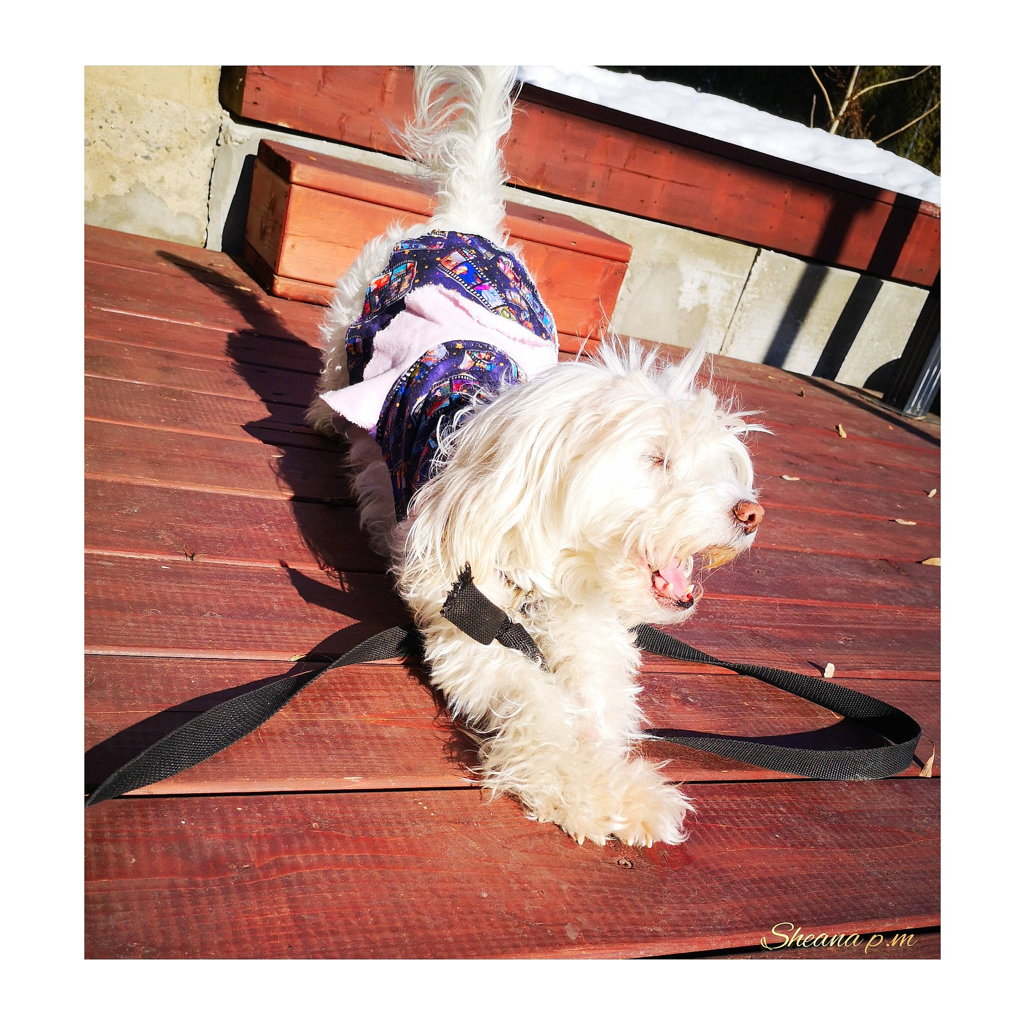 Lilas a rejoint le concours — aidez-le/la à gagner de superbes lots ! canidae, carnivore, companion_dog, dog, dog_breed, dog_clothes, dog_collar, dog_supply, electric_blue, flooring, fur, hardwood, rectangle, small_terrier, sporting_group, tail, terrier, toy_dog, wood, working_animal