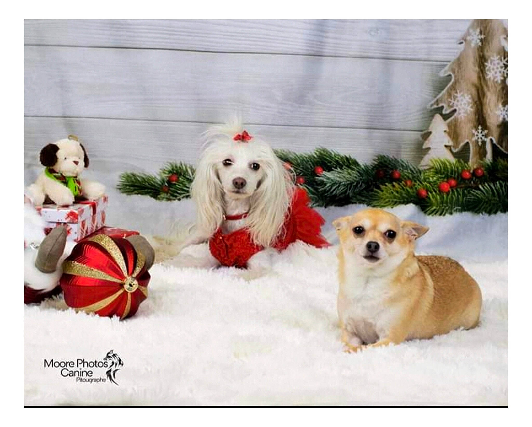 Lilas a rejoint le concours — aidez-le/la à gagner de superbes lots ! carnivore, companion_dog, dog, dog_breed, dog_supply, event, freezing, fur, mammal, paint, painting, pet_supply, photo_caption, plant, rectangle, snow, sporting_group, toy, winter, working_animal