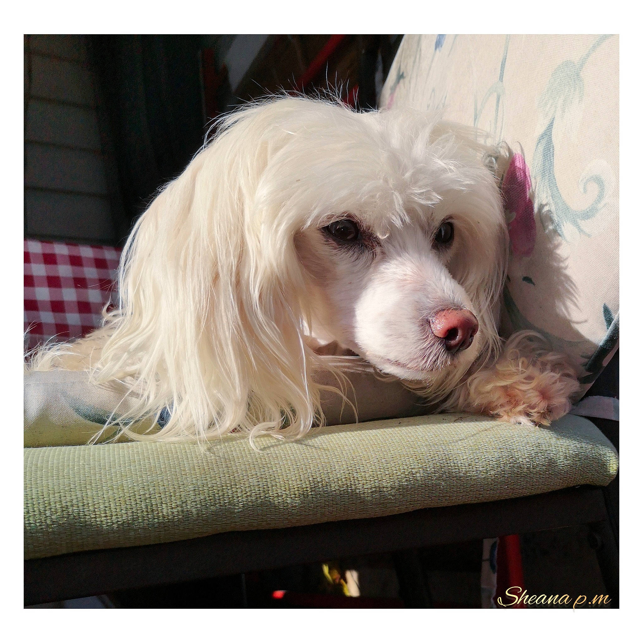 Lilas participe au concours pour gagner de l'argent avec cette photo : beauty, carnivore, companion_dog, dog, dog_breed, dog_supply, ear, eye, fur, happy, photo_caption, picture_frame, plant, puppy_love, rectangle, sporting_group, square, toy_dog