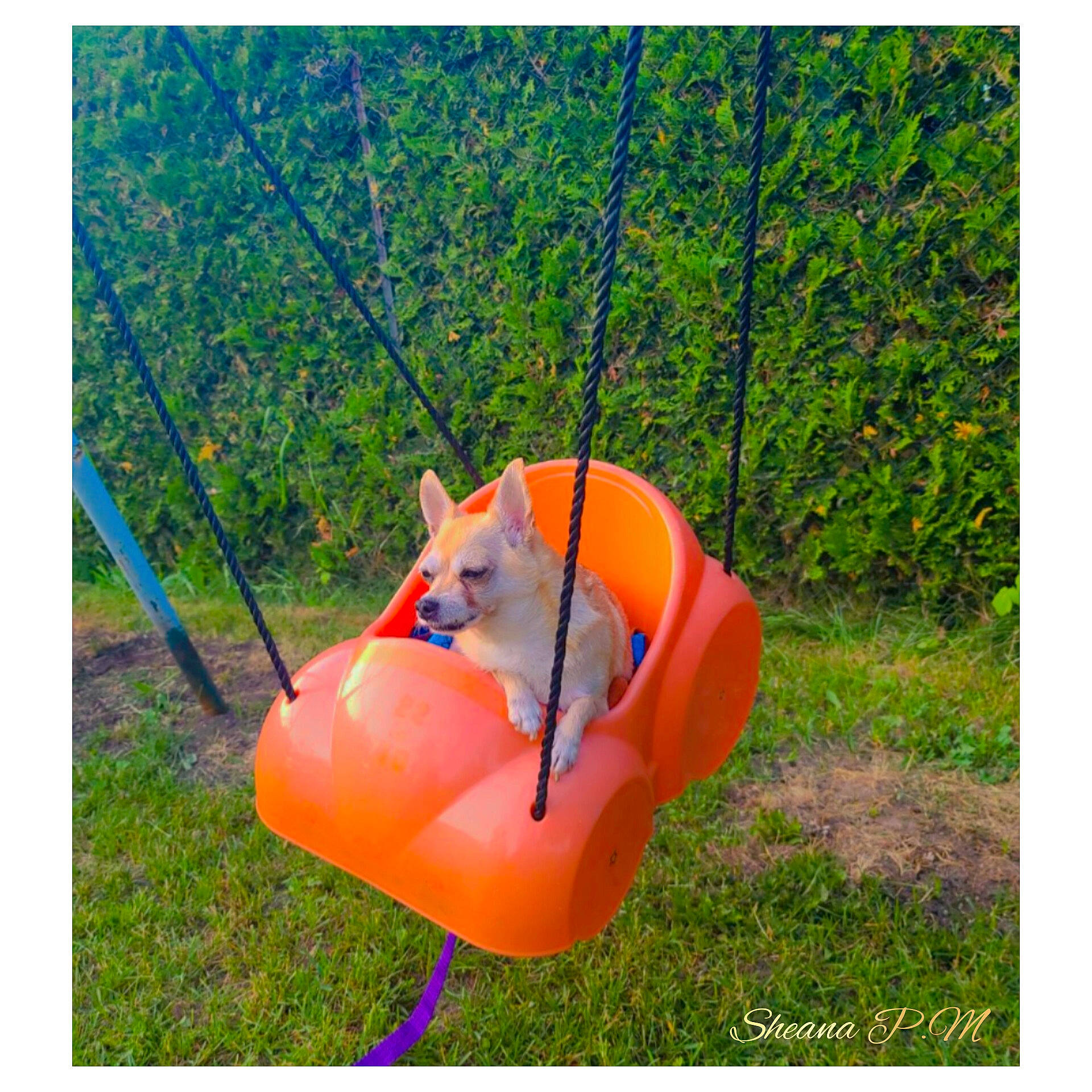 Chanelle a rejoint le concours — aidez-le/la à gagner de superbes lots ! adventure, canidae, carnivore, comfort, companion_dog, dog, dog_breed, dog_sports, dog_supply, fence, grass, grassland, inflatable, leisure, plant, recreation, shade, sporting_group, tree, working_animal