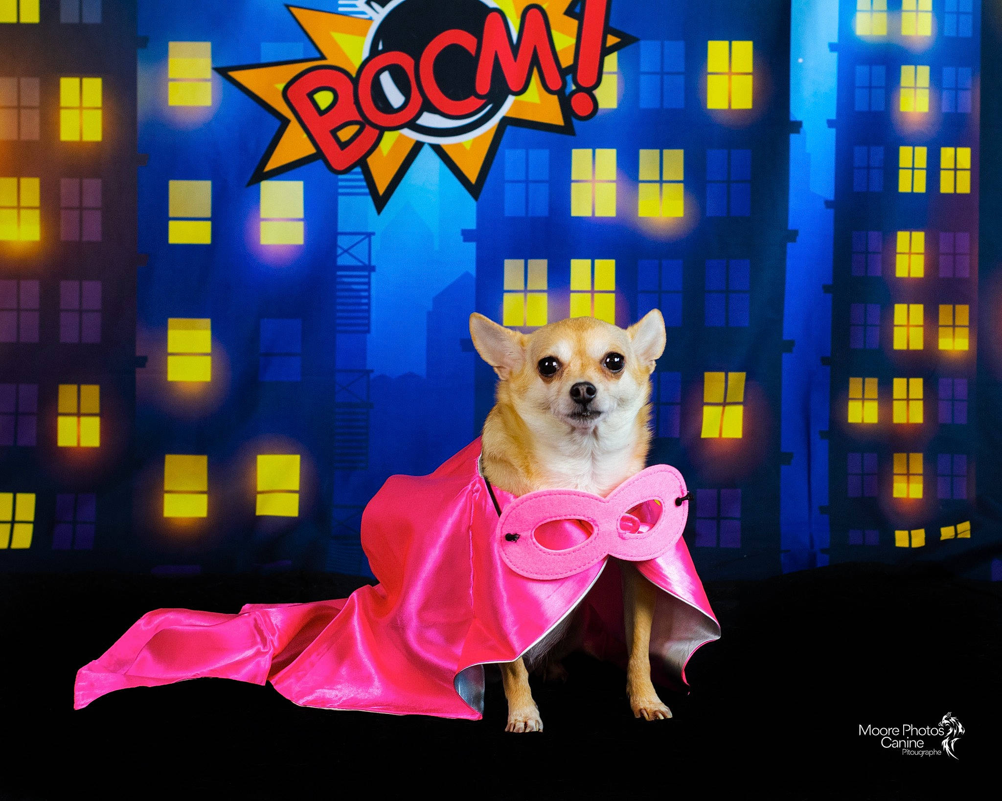 Chanelle participe au concours pour gagner de l'argent avec cette photo : animation, canidae, carnivore, companion_dog, dog, dog_breed, dog_supply, electric_blue, entertainment, event, fawn, fictional_character, font, fur, graphic_design, illustration, magenta, purple, toy, violet