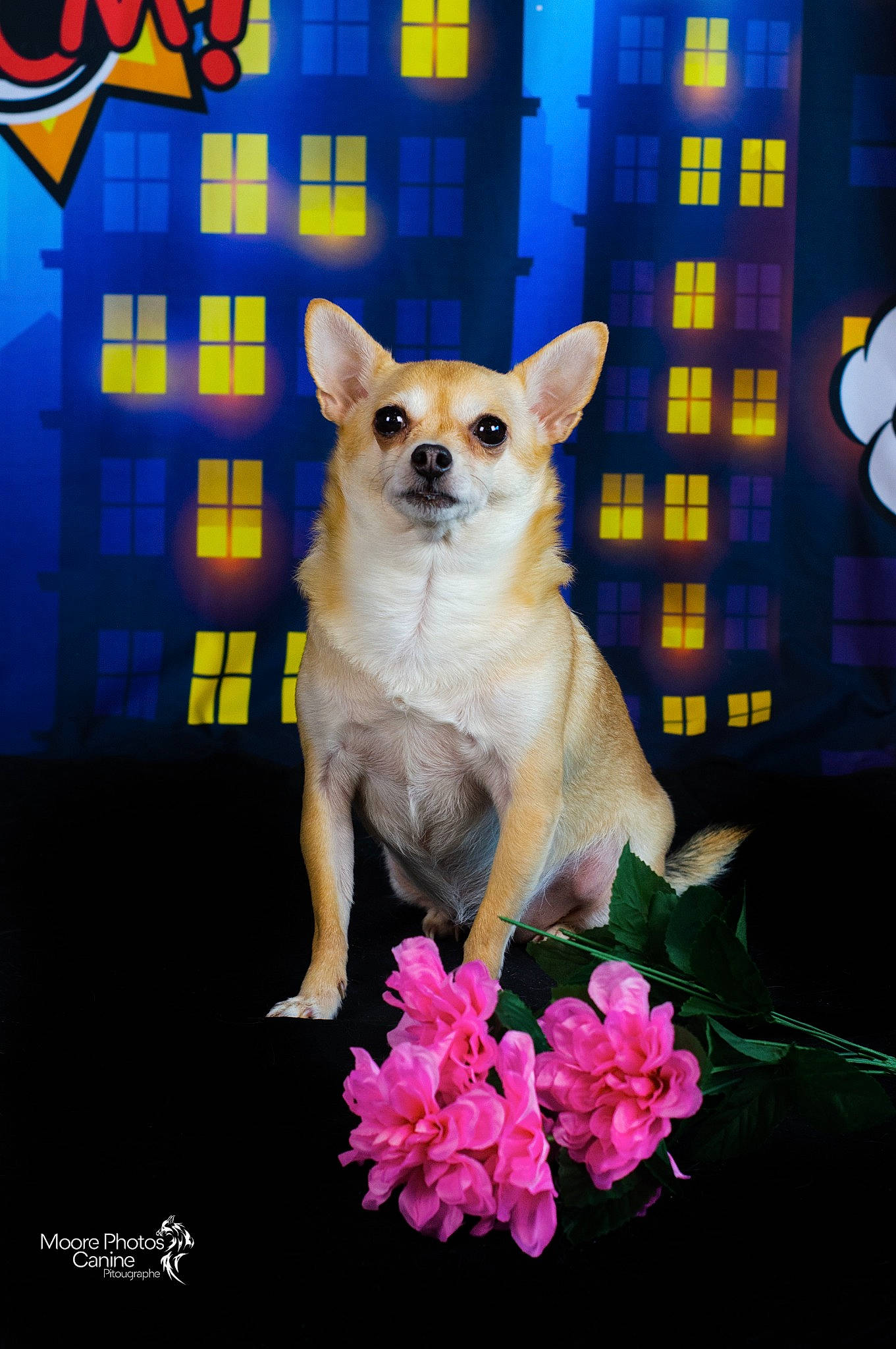 Chanelle a rejoint le concours — aidez-le/la à gagner de superbes lots ! carnivore, chihuahua, companion_dog, dog, dog_breed, dog_supply, electric_blue, fawn, felidae, flower, magenta, petal, pink, plant, purple, small_to_medium_sized_cats, snout, tail, toy_dog, whiskers