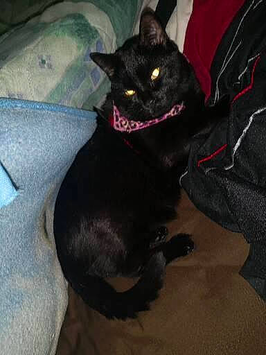 Sky a rejoint le concours — aidez-le/la à gagner de superbes lots ! black_cat, bombay, carmine, carnivore, cat, claw, comfort, dog_breed, domestic_short_haired_cat, felidae, fur, grey, havana_brown, paw, sitting, small_to_medium_sized_cats, snout, tail, terrestrial_animal, whiskers