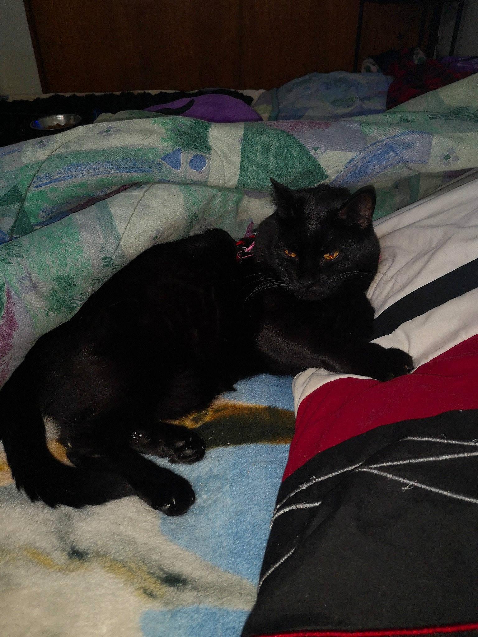 Sky participe au concours pour gagner de l'argent avec cette photo : bed, black_cat, bombay, carmine, carnivore, cat, cat_supply, claw, comfort, domestic_short_haired_cat, felidae, fur, grey, linens, pattern, paw, small_to_medium_sized_cats, tail, terrestrial_animal, whiskers