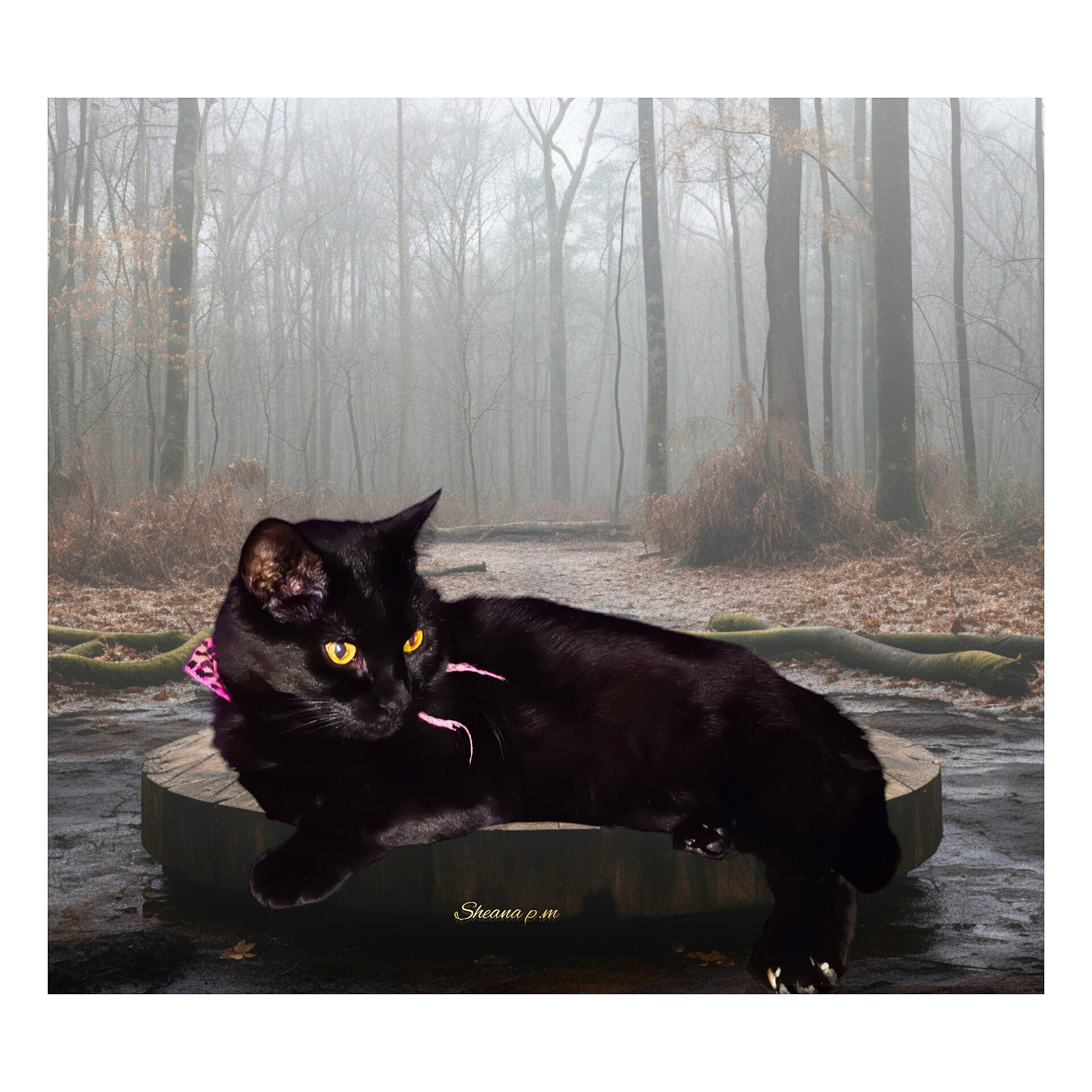 Sky a rejoint le concours — aidez-le/la à gagner de superbes lots ! bench, black_cat, bombay, carnivore, cat, domestic_short_haired_cat, eye, felidae, fog, fur, grass, plant, rectangle, small_to_medium_sized_cats, tail, tints_and_shades, tree, whiskers, window, wood