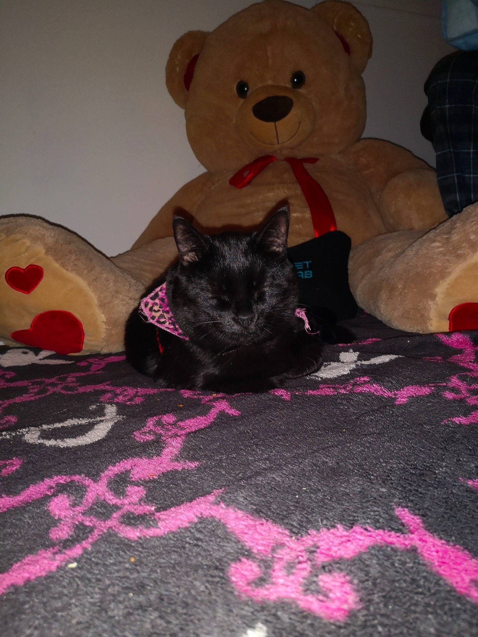 Sky a rejoint le concours — aidez-le/la à gagner de superbes lots ! bombay, carnivore, cat, comfort, couch, felidae, flooring, magenta, mammal, pink, red, small_to_medium_sized_cats, snout, stuffed_toy, tail, teddy_bear, textile, toy, vertebrate, whiskers