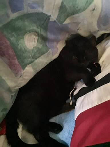 Sky a rejoint le concours — aidez-le/la à gagner de superbes lots ! bedding, black_cat, canidae, carmine, carnivore, comfort, companion_dog, dog_breed, felidae, fur, grey, linens, room, small_to_medium_sized_cats, sporting_group, tail, textile, tints_and_shades, whiskers, working_animal