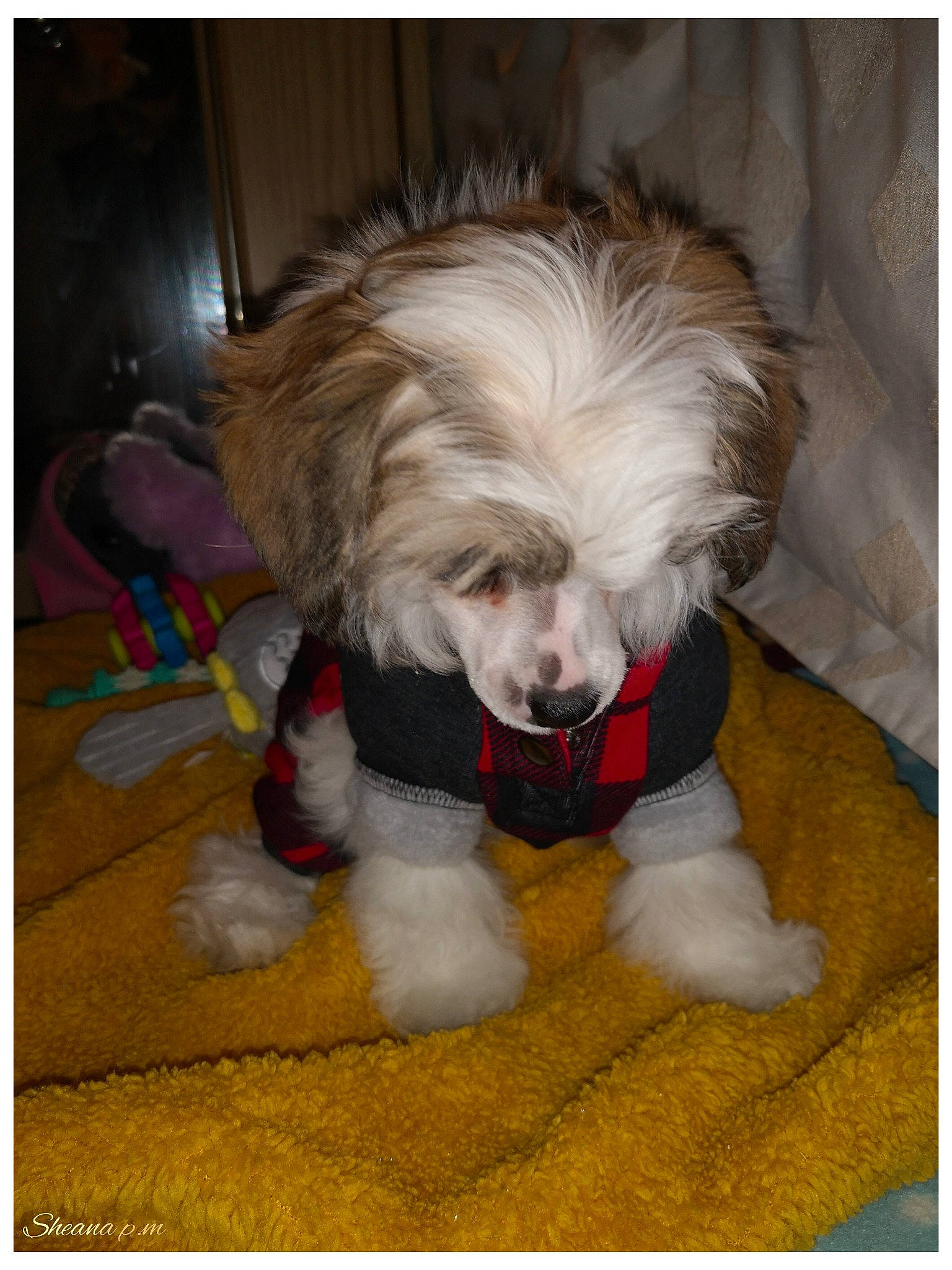 Roza participe au concours pour gagner de l'argent avec cette photo : canidae, carnivore, chinese_crested_dog, companion_dog, dog, dog_breed, dog_clothes, dog_supply, fawn, flooring, fur, liver, nap, pet_supply, photo_caption, small_terrier, tail, terrier, toy_dog, wood