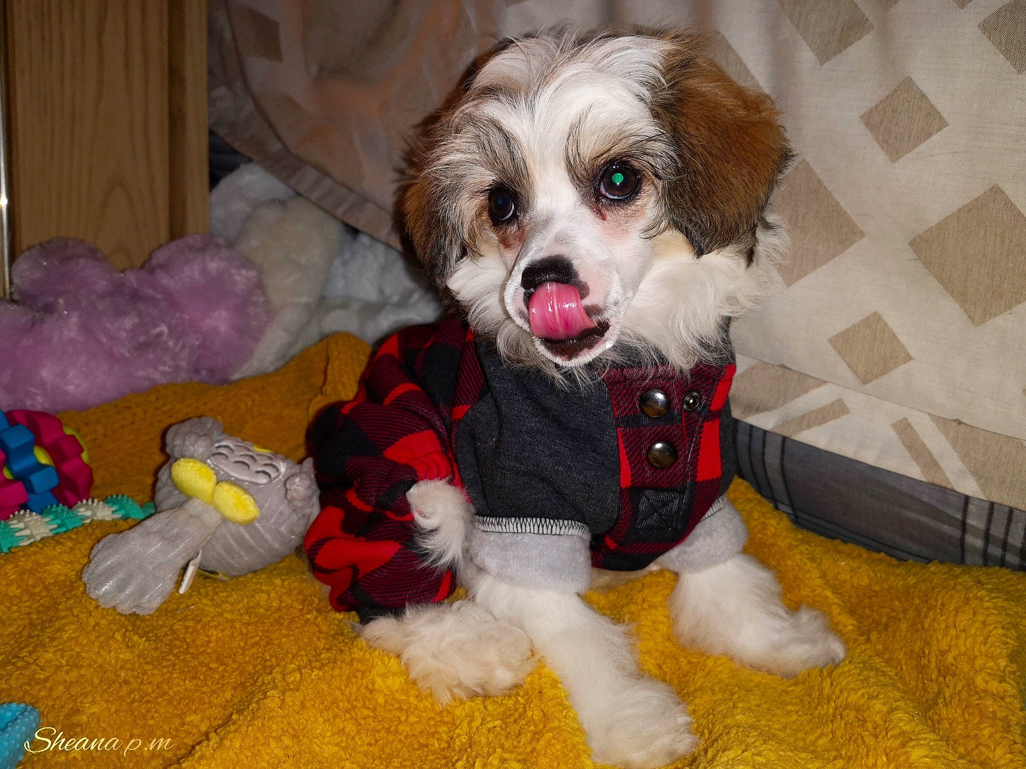 Roza a rejoint le concours — aidez-le/la à gagner de superbes lots ! canidae, carnivore, companion_dog, dog, dog_breed, dog_clothes, dog_crate, dog_supply, fawn, fur, liver, maltepoo, pet_supply, puppy_love, small_terrier, snout, sporting_group, terrier, toy, toy_dog