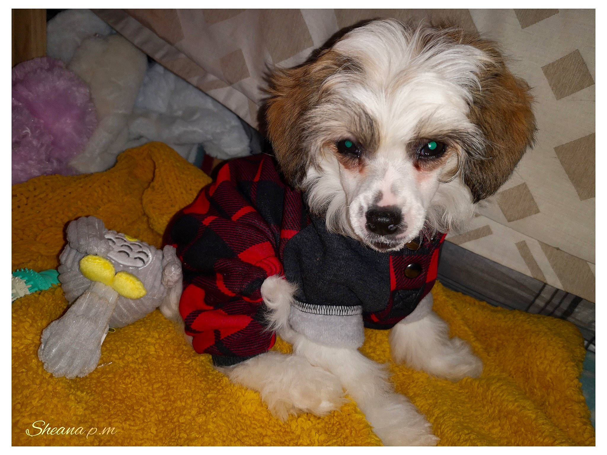 Roza participe au concours pour gagner de l'argent avec cette photo : biewer_terrier, canidae, carnivore, companion_dog, dog, dog_breed, dog_clothes, dog_supply, fur, maltepoo, non_sporting_group, pet_supply, puppy, puppy_love, small_terrier, snout, sporting_group, terrier, toy_dog, working_animal