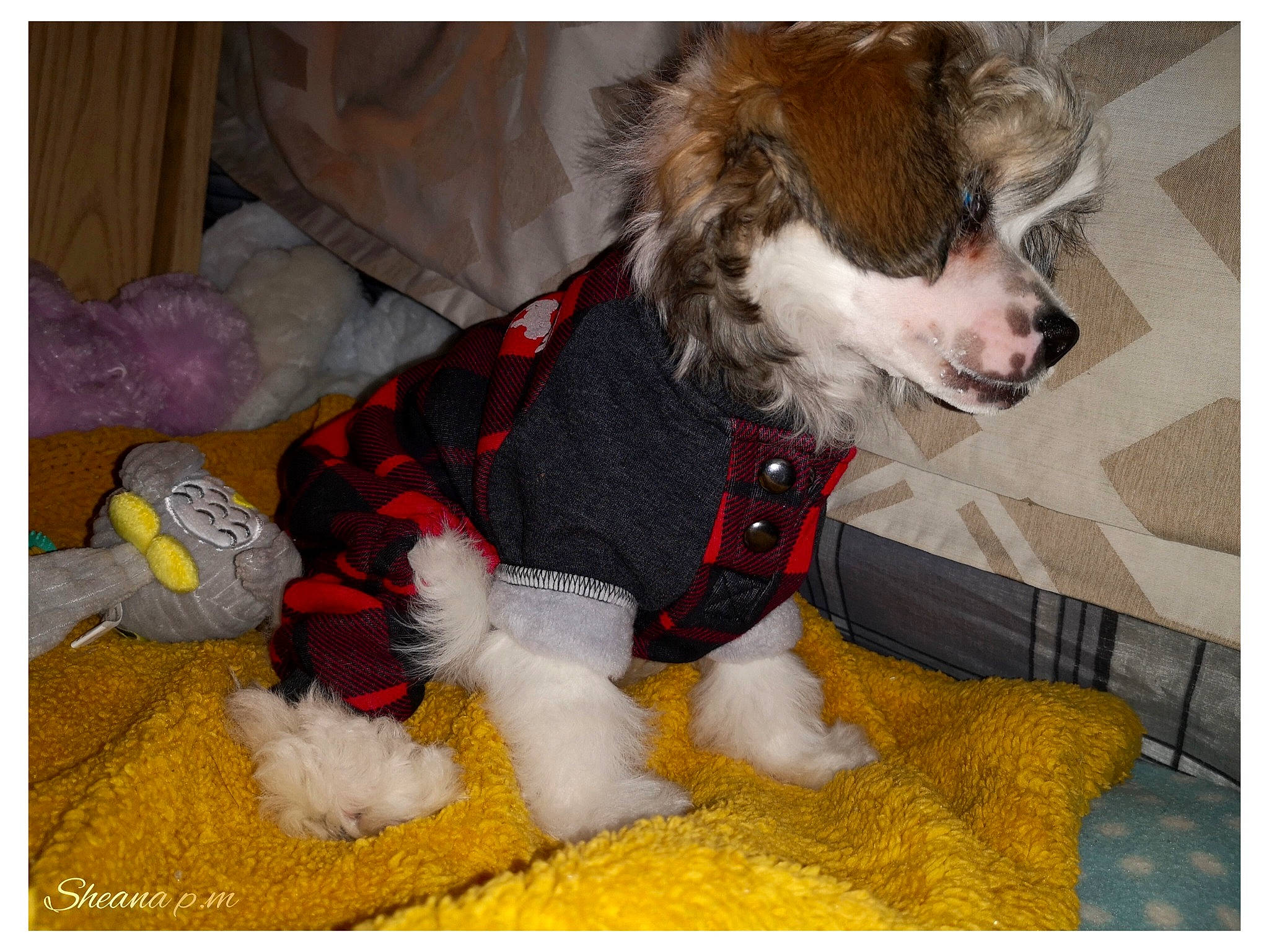 Roza participe au concours pour gagner de l'argent avec cette photo : carmine, carnivore, collar, comfort, companion_dog, dog, dog_breed, dog_clothes, dog_collar, dog_supply, fang, felidae, fur, pattern, pet_supply, tail, terrier, toy, toy_dog, working_animal