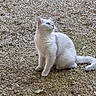 Marquise a rejoint le concours — aidez-le/la à gagner de superbes lots ! cat, white_cat, pet, animal, feline, fluffy, sitting, outdoor, gravel, rocks, ground, grass, fur, whiskers, ears, tail, blue_eyes, portrait, nature, photography