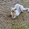 cat, white_cat, fluffy, fur, animal, pet, lying_down, outdoor, grass, gravel, rocks, ground, tail, paws, ears, whiskers, eyes, portrait, nature, daylight
