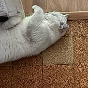 Marquise participe au concours pour gagner de l'argent avec cette photo : cat, white_cat, fluffy, long_hair, pet, animal, lying_down, sleeping, relaxed, playful, upside_down, raised_paw, tongue, indoor, floor, tile_floor, wood_paneling, home, portrait, funny_pose