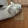 cat, white_cat, fluffy, long_hair, pet, animal, lying_down, sleeping, relaxed, playful, upside_down, raised_paw, tongue, indoor, floor, tile_floor, wood_paneling, home, portrait, funny_pose