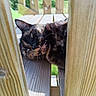 Zoya participe au concours pour gagner de l'argent avec cette photo : cat, tortoiseshell, wooden_bench, outdoor, sunlight, sleepy, animal, pet, fur, closeup, nature, relaxing, daylight, wood, texture, bench_slats, greenery, eye, whiskers, resting