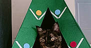 Zoya a rejoint le concours — aidez-le/la à gagner de superbes lots ! cat, tortoiseshell, christmas_tree, cat_house, felt, decorations, yellow_star, green, indoor, wood_floor, curious, pet, triangle_opening, colorful_circles, animal, wide_eyes, holiday, cute, feline, house