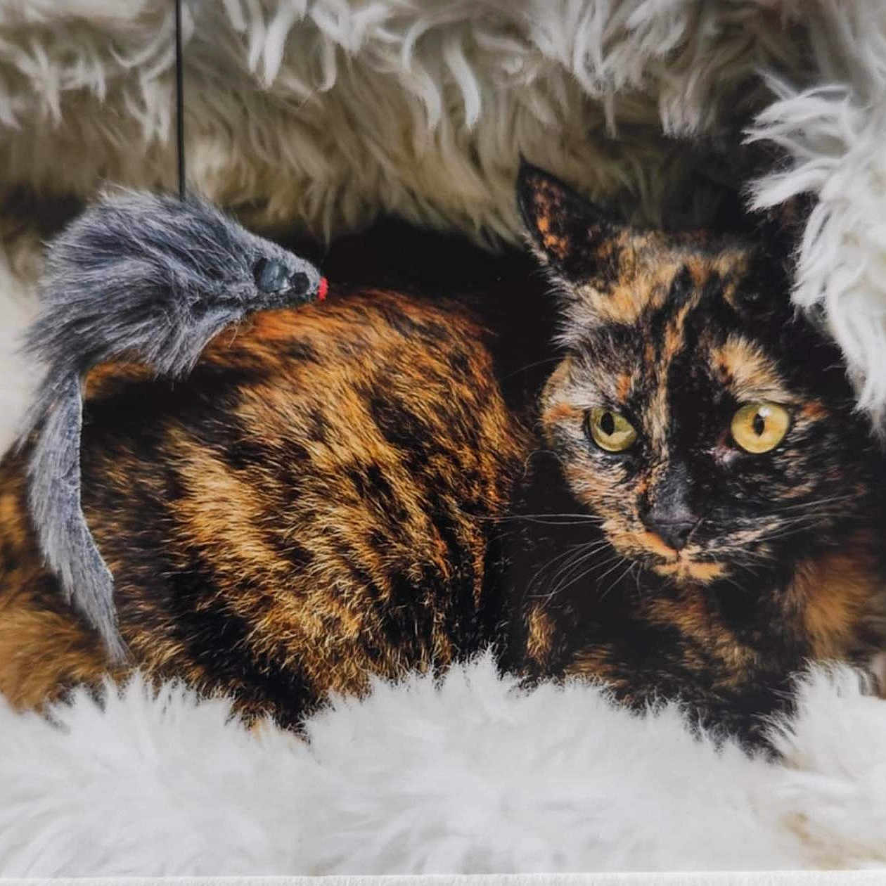 Zoya