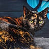 animal, background, cat, close_up, colorful, cozy, cute, ears, face, feline, fur, heart_shapes, indoor, looking, mammal, pet, portrait, tortoiseshell, whiskers, yellow_eyes
