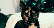 Channel a rejoint le concours — aidez-le/la à gagner de superbes lots ! alert, animal, black, blanket, cat, christmas_tree, cozy, cute, decorations, domestic, furniture, holiday, indoor, orange, pet, portrait, screenshot, social_media, tortoiseshell_cat, white