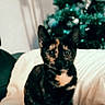 alert, animal, black, blanket, cat, christmas_tree, cozy, cute, decorations, domestic, furniture, holiday, indoor, orange, pet, portrait, screenshot, social_media, tortoiseshell_cat, white