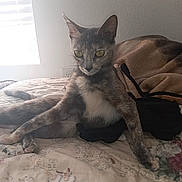 Misty is registered to the contest to win money with this photo: cat, feline, pet, bed, blanket, window, indoor, resting, animal, fur, ears, whiskers, curious, relaxed, floral, bedspread, cozy, light, shadow, home