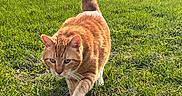 Garfield is registered to the contest to win money with this photo: cat, orange_tabby, striped_fur, white_paws, green_grass, outdoor, backyard, suburban, house, chain_link_fence, sunlight, animal, pet, walking, tail_up, whiskers, ears, feline, lawn, photography