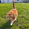 cat, orange_tabby, striped_fur, white_paws, green_grass, outdoor, backyard, suburban, house, chain_link_fence, sunlight, animal, pet, walking, tail_up, whiskers, ears, feline, lawn, photography