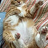 Garfield joined the competition — help win amazing prizes! cat, orange_cat, tabby, white_chest, feline, pet, animal, lying_down, belly_up, raised_paw, pink_paw_pads, whiskers, ears, tail, striped_quilt, bed, indoors, relaxed, funny_pose, close_up