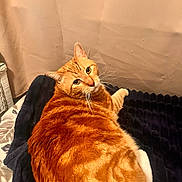 Garfield joined the competition — help win amazing prizes! cat, orange_tabby, feline, pet, animal, whiskers, green_eyes, striped_fur, fluffy, lying_down, relaxed, lounging, blanket, bed, bedroom, indoor, portrait, closeup, cozy, warm_lighting