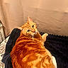 cat, orange_tabby, feline, pet, animal, whiskers, green_eyes, striped_fur, fluffy, lying_down, relaxed, lounging, blanket, bed, bedroom, indoor, portrait, closeup, cozy, warm_lighting