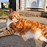 Garfield is registered to the contest to win money with this photo: cat, orange_cat, tabby, white_paws, furry, pet, animal, lying_down, outdoors, pavement, sidewalk, residential_area, house, porch, sunlight, closeup, whiskers, ears, green_grass, relaxed
