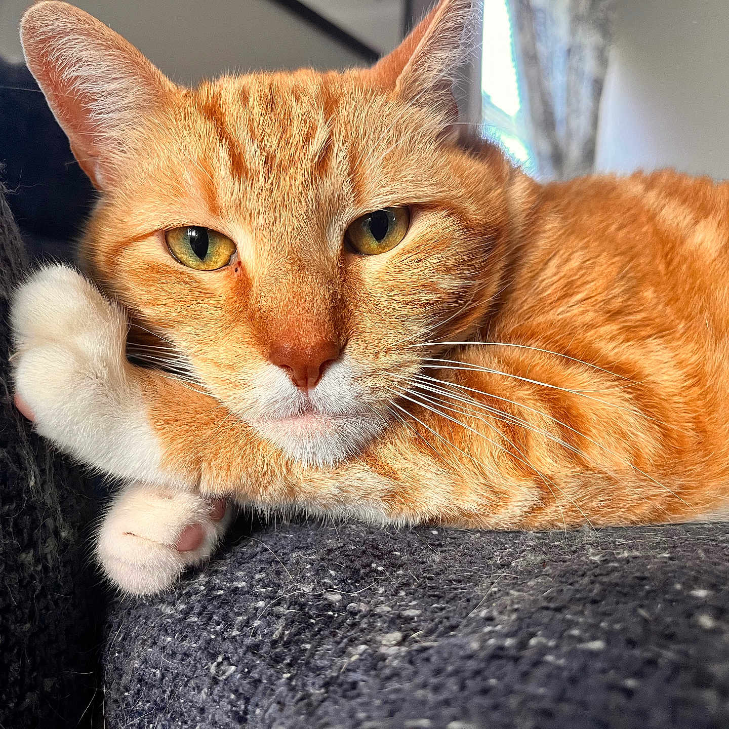 Garfield joined the competition — help win amazing prizes! cat, orange_cat, tabby, white_paws, feline, pet, animal, close_up, portrait, green_eyes, whiskers, fur, lying_down, relaxed, indoors, blanket, cozy, couch, sunlight, photography