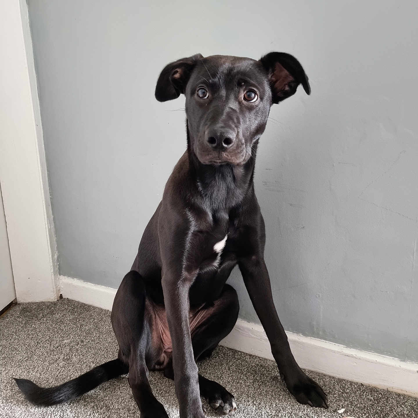 Luna is registered to the contest to win money with this photo: animal, bodypart, bulldog, canine, clothing, dog, footwear, hardwood, highheel, hound, labradorretriever, person, pet, pointer, puppy, runningshoe, sandal, shoe, toe, wood