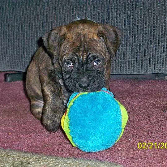 Rambo is registered to the contest to win money with this photo: