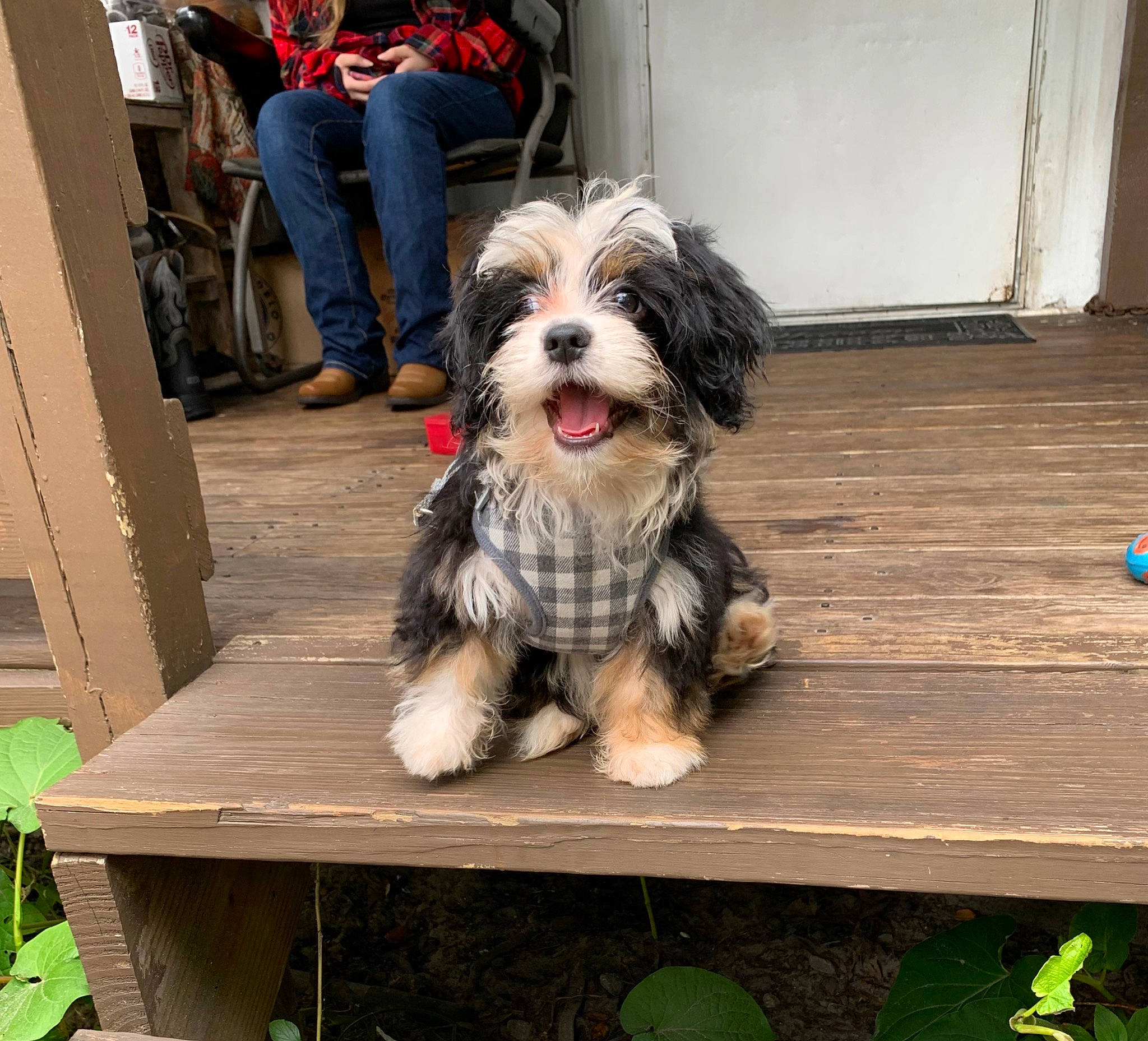 Lucas is registered to the contest to win money with this photo: backpack, canidae, carnivore, companion_dog, dog, dog_breed, dog_supply, fawn, fur, grass, liver, luggage_and_bags, small_terrier, snout, sporting_group, table, terrier, toy_dog, wood, working_animal