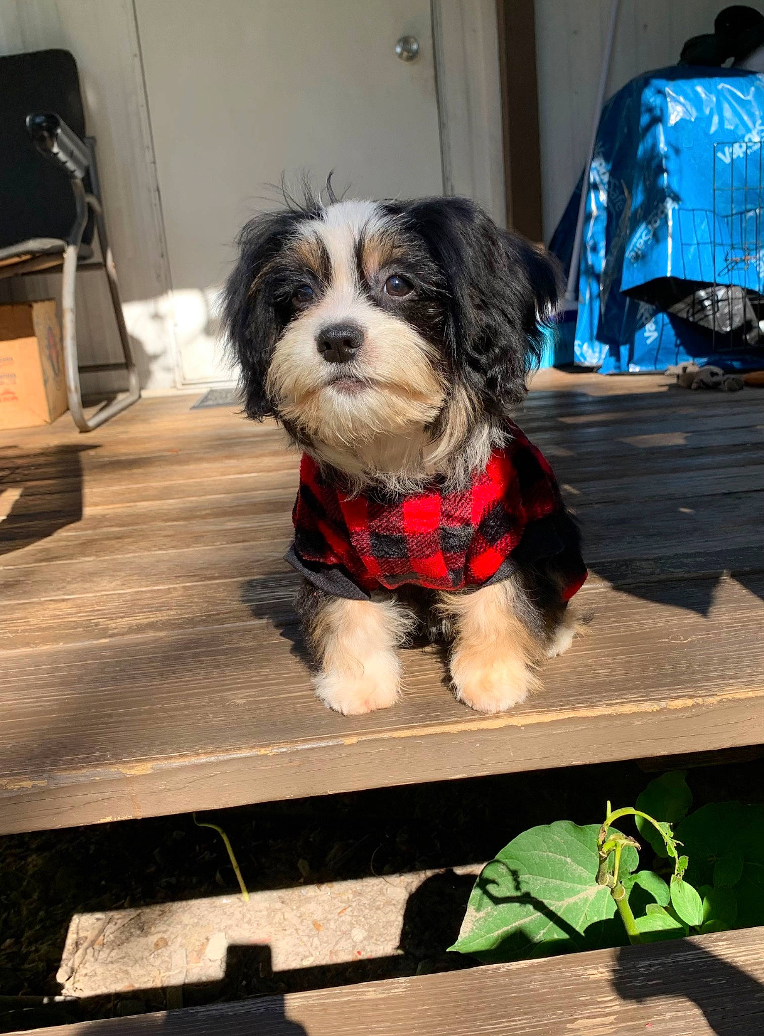 Lucas joined the competition — help win amazing prizes! canidae, carnivore, companion_dog, dog, dog_breed, dog_clothes, dog_collar, dog_supply, fur, liver, maltepoo, pet_supply, puppy_love, shipping_box, small_terrier, snout, sporting_group, terrier, toy_dog, working_animal