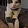 Finnian