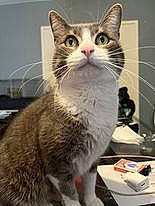 Gribouille a rejoint le concours — aidez-le/la à gagner de superbes lots ! carnivore, cat, domestic_short_haired_cat, felidae, fur, paw, small_to_medium_sized_cats, snout, terrestrial_animal, whiskers