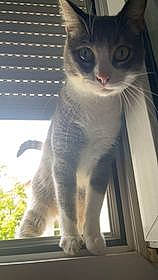 Gribouille a rejoint le concours — aidez-le/la à gagner de superbes lots ! carnivore, cat, domestic_short_haired_cat, felidae, fur, paw, pet_supply, photo_caption, plant, small_to_medium_sized_cats, snout, tail, terrestrial_animal, whiskers, window