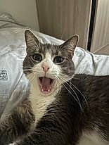 Gribouille a rejoint le concours — aidez-le/la à gagner de superbes lots ! carnivore, cat, domestic_short_haired_cat, fang, felidae, fur, small_to_medium_sized_cats, smile, snout, whiskers