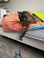 Thaylis a rejoint le concours — aidez-le/la à gagner de superbes lots ! carnivore, cat, comfort, felidae, flooring, fur, hardwood, linens, room, small_to_medium_sized_cats, tail, whiskers, wood