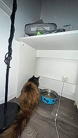 Thaylis participe au concours pour gagner de l'argent avec cette photo : carnivore, cat, cat_supply, comfort, felidae, flooring, hardwood, pet_supply, room, shelf, shelving, small_to_medium_sized_cats, tail, whiskers, wood