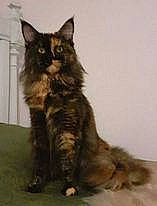 Thaylis a rejoint le concours — aidez-le/la à gagner de superbes lots ! balance, carnivore, cat, felidae, fur, paw, small_to_medium_sized_cats, tail, terrestrial_animal, whiskers